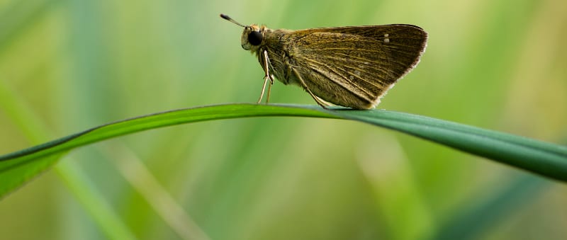 Brown moth sitting on a blade of grass