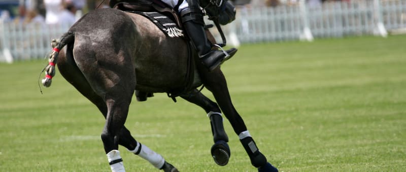Polo horse on playing field